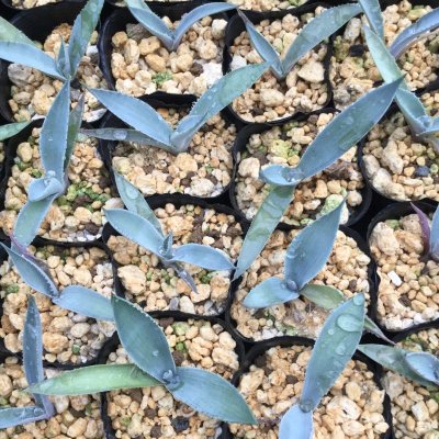 画像2: Agave maximiliana