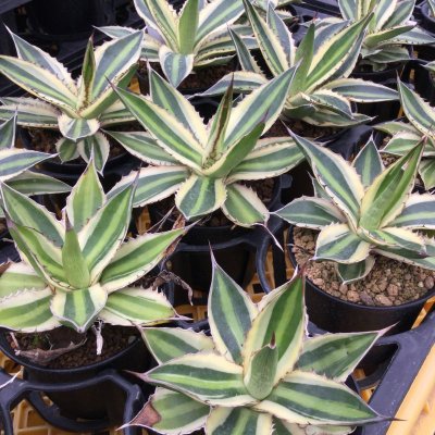 画像5: Agave  lophantha  ' 五色万代 '