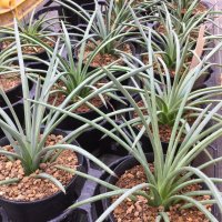 Agave stricta - v . echinus