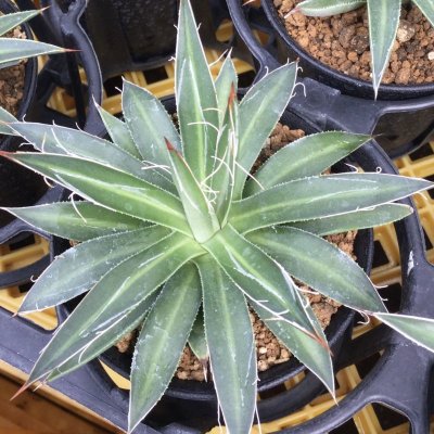 画像3: Agave filifera - v. schidigera