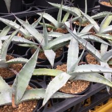 サンプル3: Agave scabra