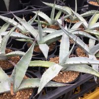 Agave scabra