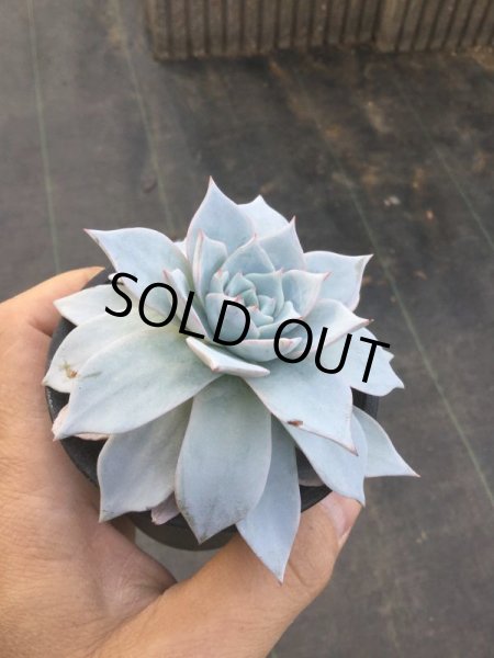 画像2: エケベリア　デスメチアーナ (2)