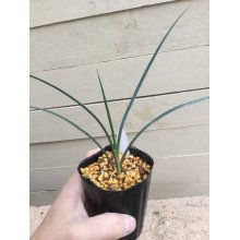 サンプル1: Yucca   brevifolia ‘ブルー’実生