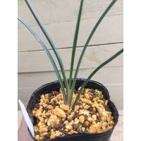 Yucca   brevifolia ‘ブルー’