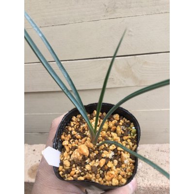 画像5: Yucca   brevifolia ‘ブルー’実生