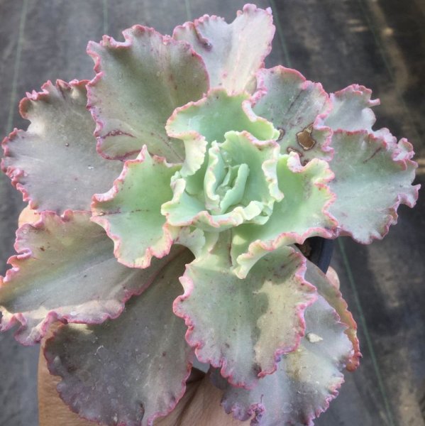 画像3: エケベリア   ビタースウィート (3)