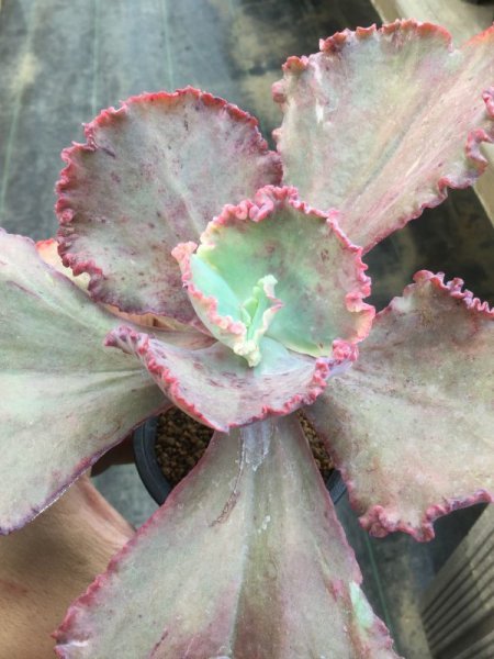 画像2: エケベリア   ウェディングドレス (2)