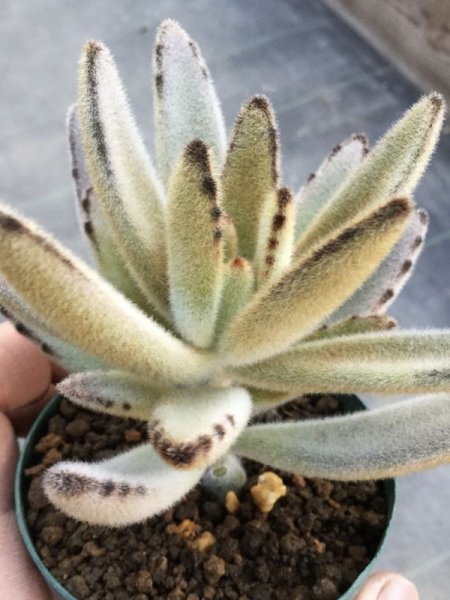 画像2: カランコエ　ゴールデンラビット (2)