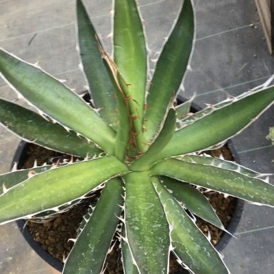 画像2: Agave horrida  perotensis