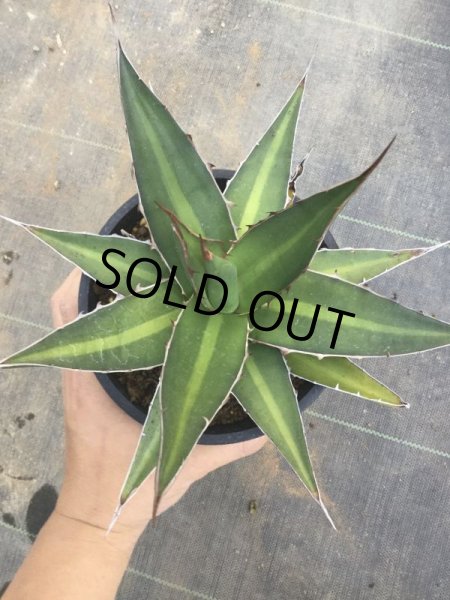 画像2: Agave kerchovei (2)