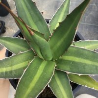 Agave kerchovei