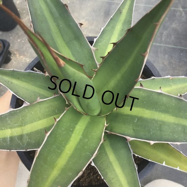 画像1: Agave kerchovei (1)