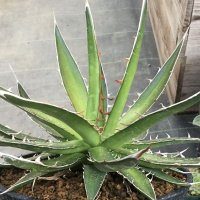 Agave horrida  perotensis