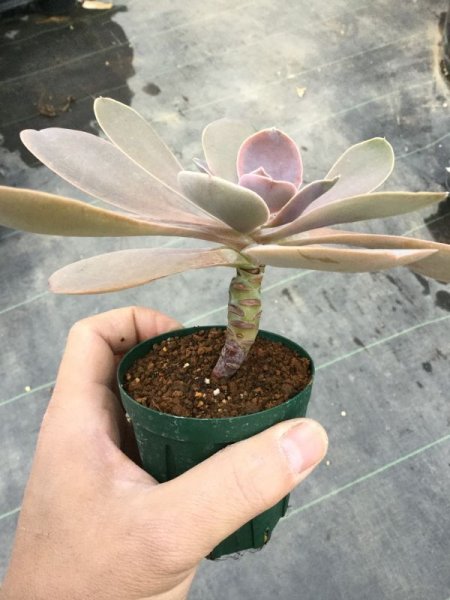 画像4: エケベリア　　メタリカ (4)