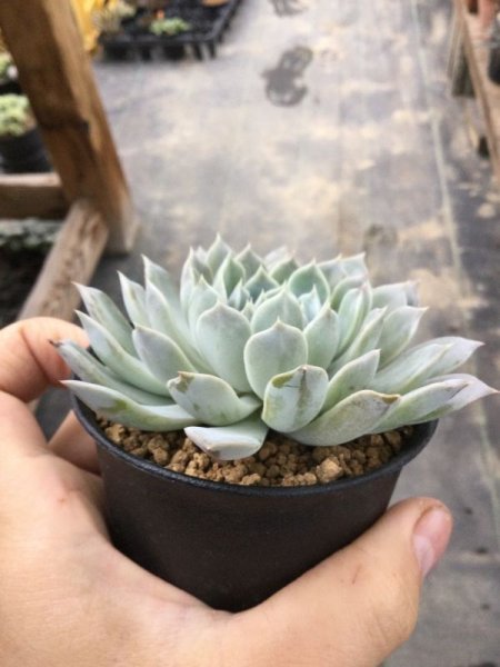 画像2: エケベリア　シムランスhyb (2)