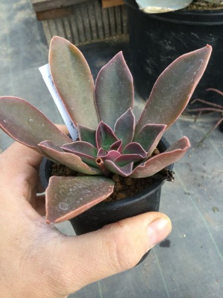 画像3: エケベリア　ワルポレアーナ　Tula 産 (3)