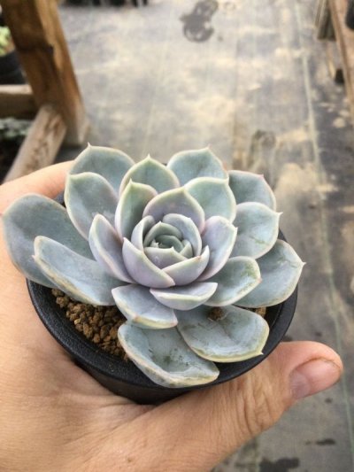 画像1: エケベリア  lilacina “ Andrew’s  hyb“