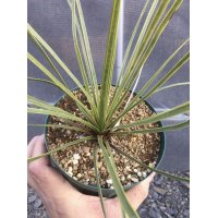 Yucca  thompsoniana