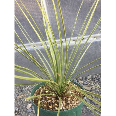 画像2: Yucca  thompsoniana