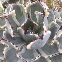 Agave potatorum  '吉祥冠錦　白覆輪'