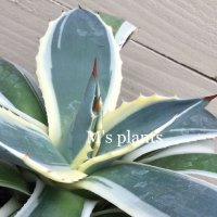 Agave applanata ‘メリコ錦‘