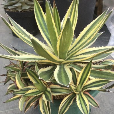 画像2: Agave  lophantha  ' 五色万代 '