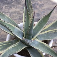 Agave scabra ’スカブラ錦‘