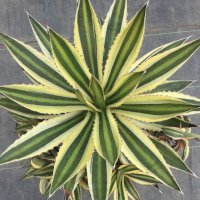 Agave  lophantha  ' 五色万代 '