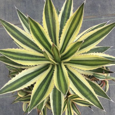 画像1: Agave  lophantha  ' 五色万代 '