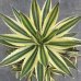 画像1: Agave  lophantha  ' 五色万代 ' (1)