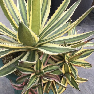 画像3: Agave  lophantha  ' 五色万代 '