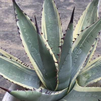 画像2: Agave scabra ’スカブラ錦‘