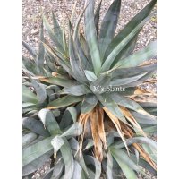 Agave chrysoglossa