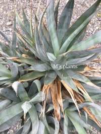 Agave chrysoglossa