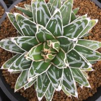 Agave   victoriae-reginae ’姫笹の雪‘ 良型タイプ