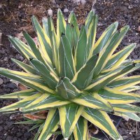 Agave   victoriae-reginae ’黄覆輪‘