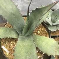 Agave salmiana v. ferox (選抜株)