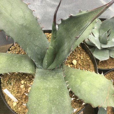 画像1: Agave salmiana v. ferox (選抜株)