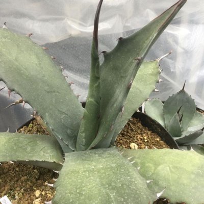 画像2: Agave salmiana v. ferox (選抜株)