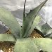 画像2: Agave salmiana v. ferox (選抜株) (2)