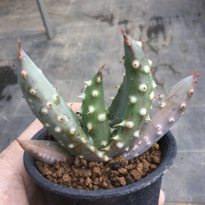 画像2: Aloe aculeata v. crousiana