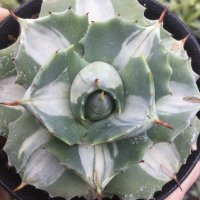 Agave potatorum  '王妃雷神　白中斑‘