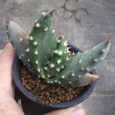 画像1: Aloe aculeata v. crousiana