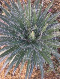 Agave filifera