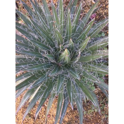 画像1: Agave filifera