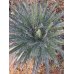 画像1: Agave filifera (1)