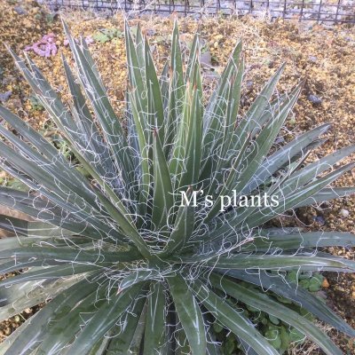 画像2: Agave filifera