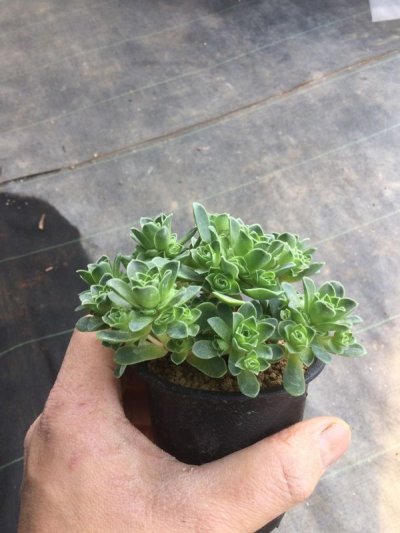 画像1: グリーノビア ドドランタリス