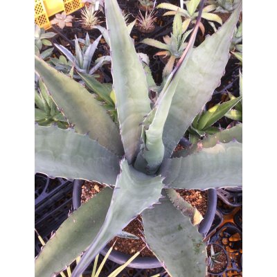 画像2: Agave   不明種　   G-01